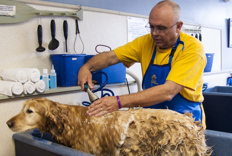 toiletteur-HYERES-min_dog-bath-682169_1280